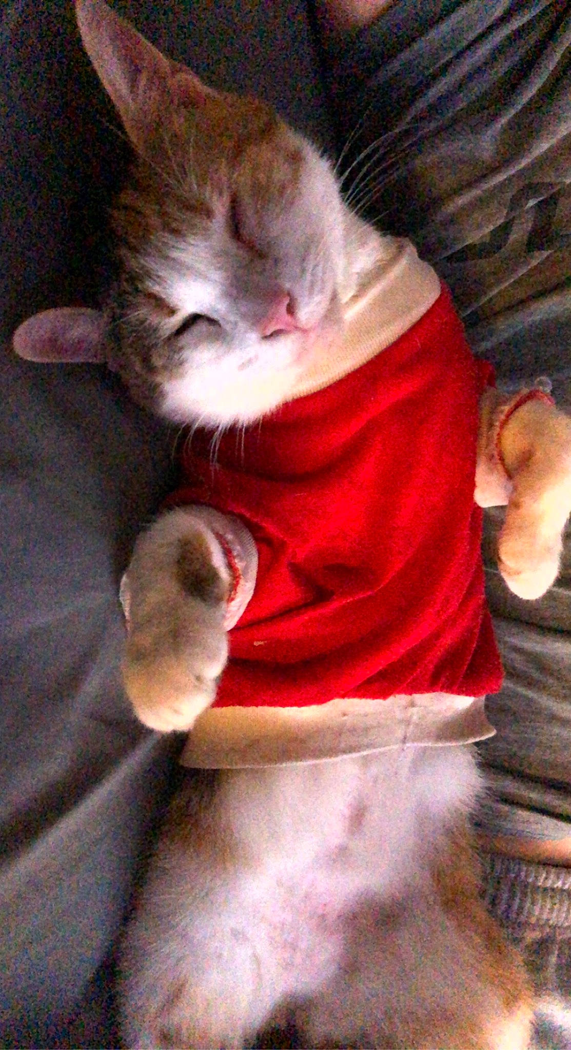 Talula is registered to the contest to win money with this photo: canidae, carnivore, cat, companion_dog, dog_breed, domestic_short_haired_cat, ear, fawn, felidae, fur, human_leg, lap, paw, selfie, small_to_medium_sized_cats, snout, sporting_group, tail, whiskers, wood