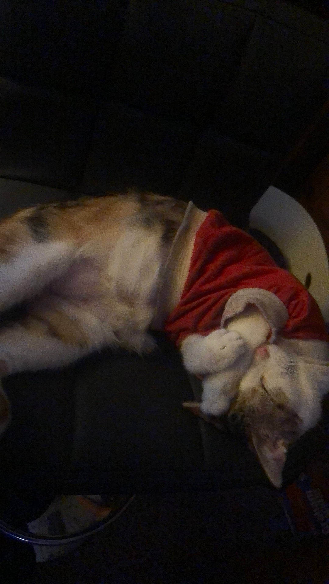 Talula joined the competition — help win amazing prizes! canidae, carnivore, cat, cloud, comfort, companion_dog, darkness, dog, dog_breed, ear, fawn, felidae, fur, lap, nap, paw, small_to_medium_sized_cats, sporting_group, tail, whiskers