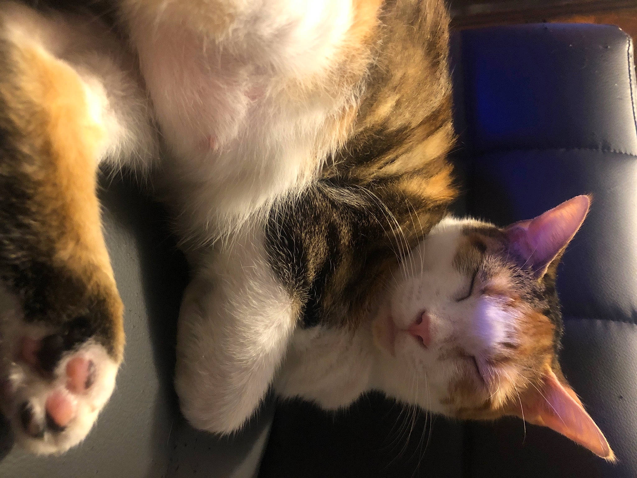 Talula joined the competition — help win amazing prizes! carnivore, cat, claw, close_up, domestic_short_haired_cat, ear, felidae, fur, paw, small_to_medium_sized_cats, snout, tail, whiskers