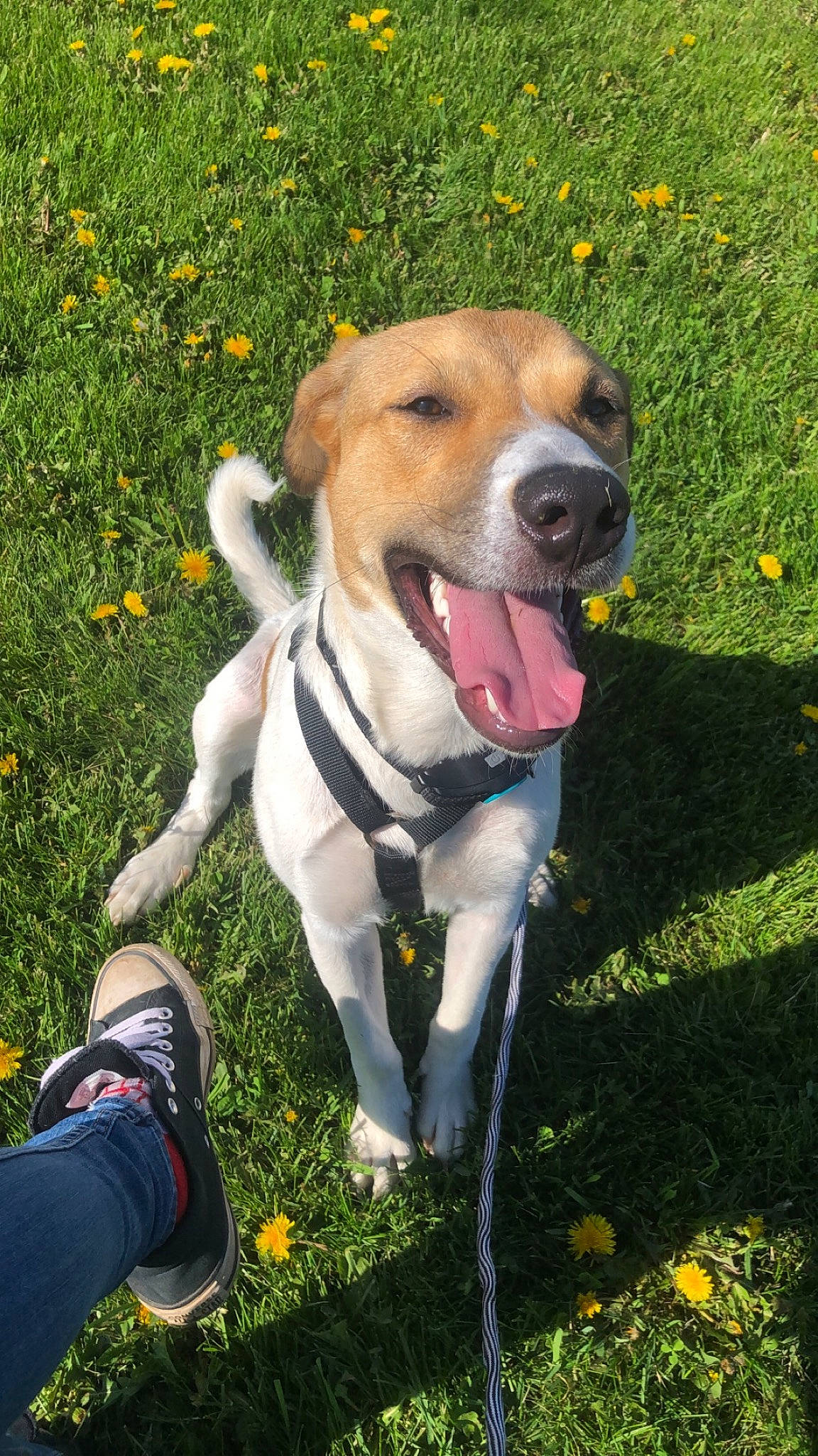 Piper is registered to the contest to win money with this photo: canidae, carnivore, collar, companion_dog, dog, dog_breed, dog_collar, dog_supply, fawn, flower, grass, lawn, leash, people_in_nature, plant, snout, sporting_group, whiskers, working_dog, yellow