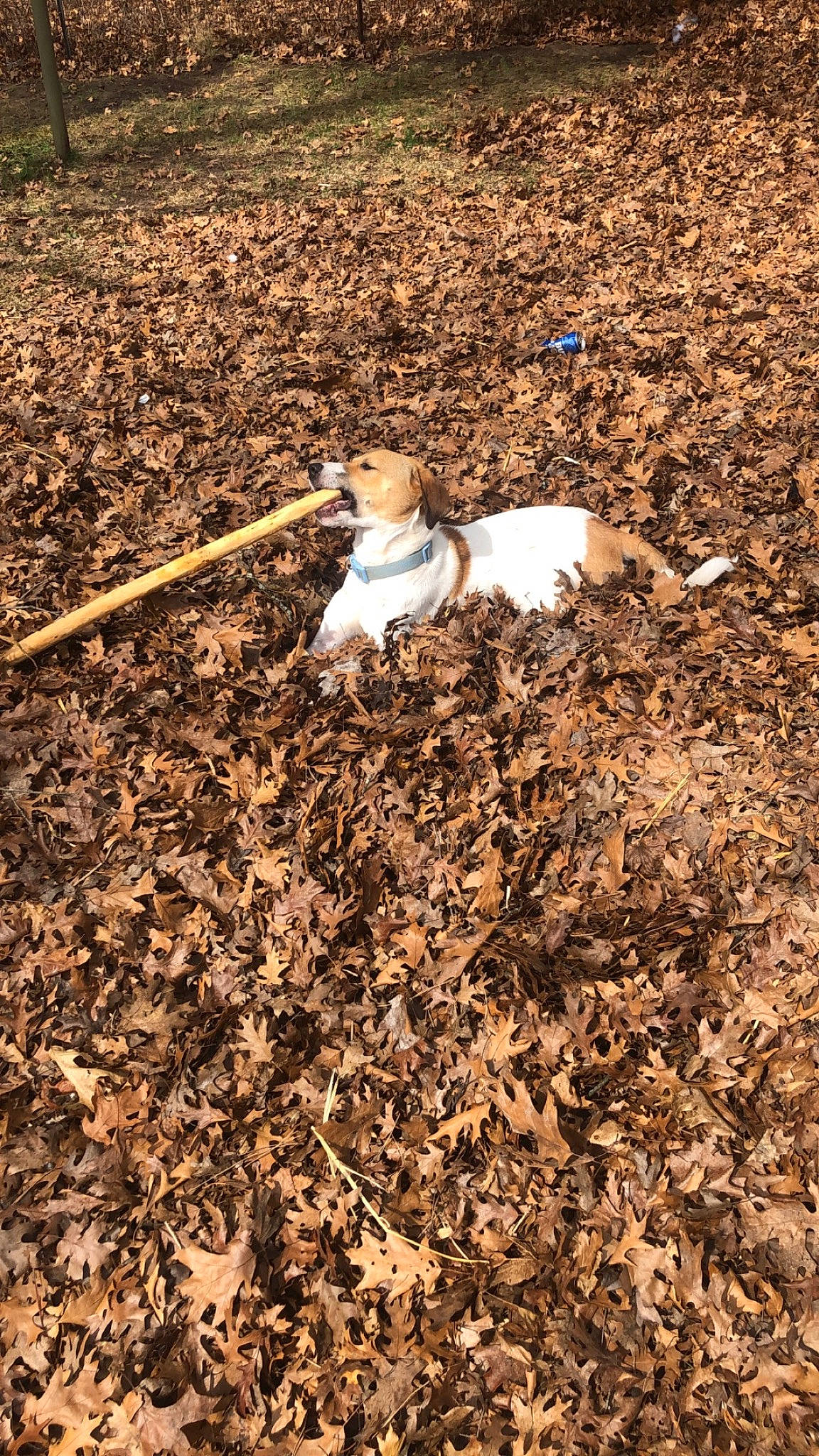 Piper is registered to the contest to win money with this photo: autumn, canidae, carnivore, companion_dog, deciduous, dog, dog_breed, fawn, field, grass, people_in_nature, plant, shadow, soil, sporting_group, tail, terrestrial_animal, twig, wood