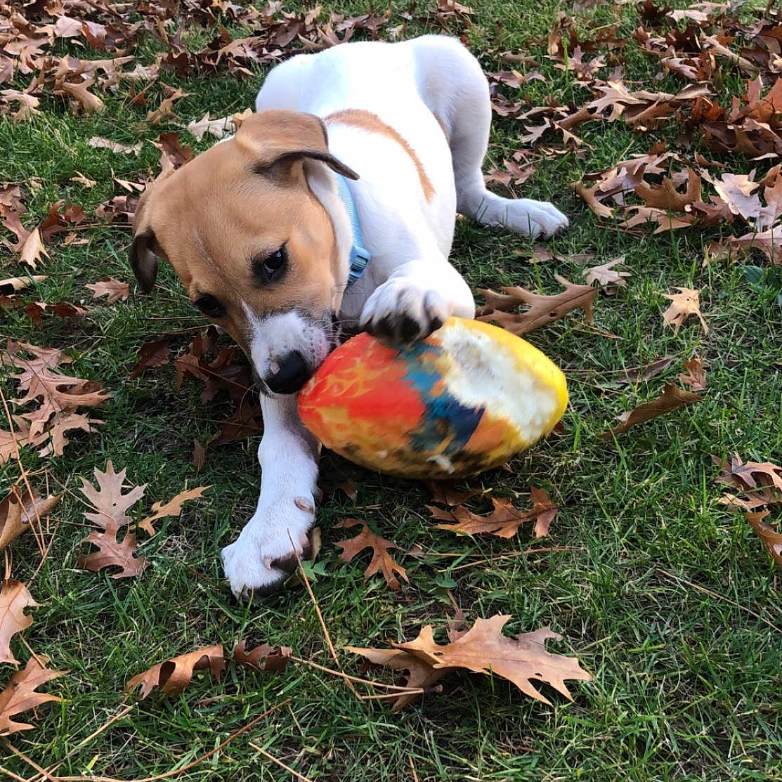 Piper