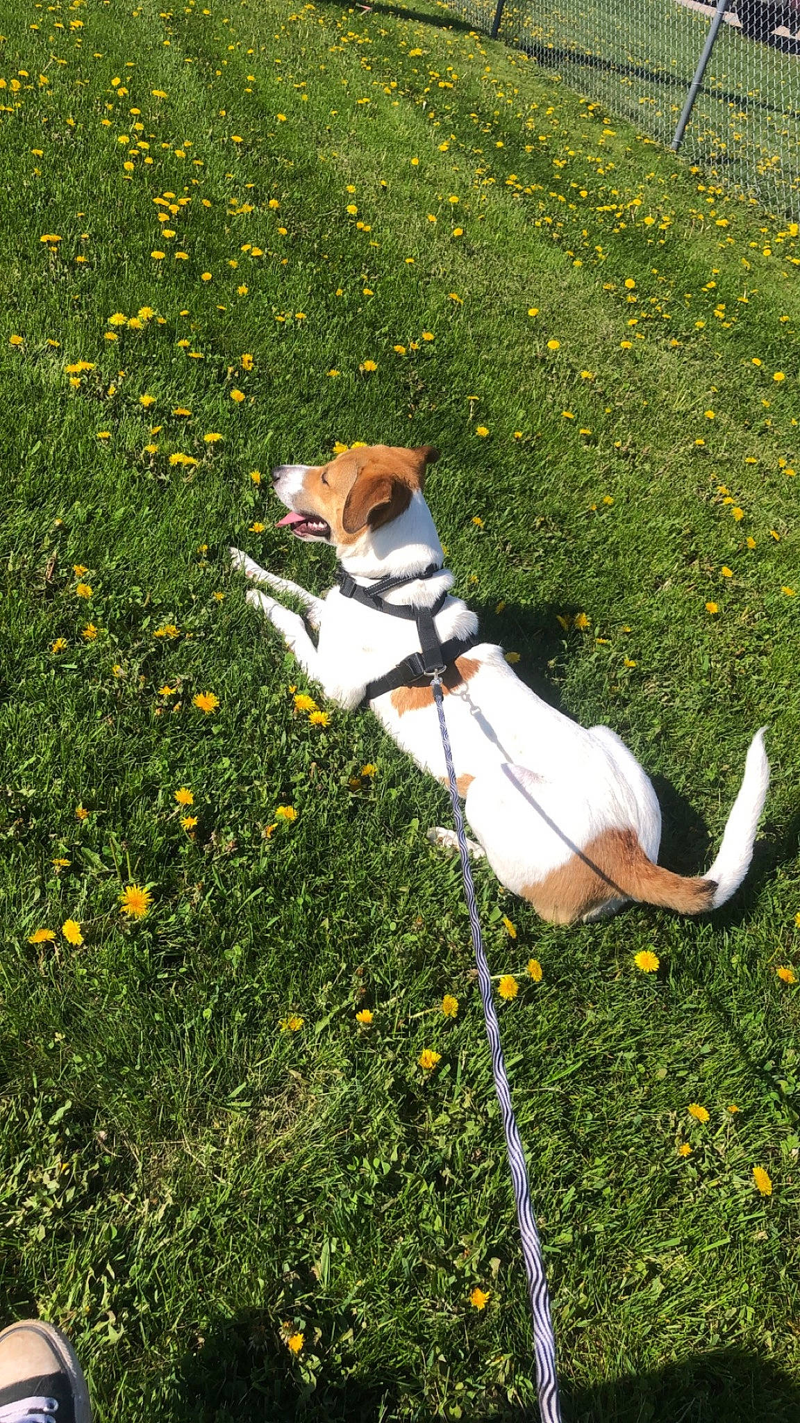 Piper is registered to the contest to win money with this photo: canidae, carnivore, companion_dog, dog, dog_breed, fawn, field, flower, grass, grass_family, grassland, groundcover, lawn, meadow, pasture, people_in_nature, plant, prairie, sporting_group, tail