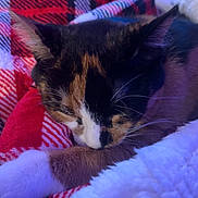Sugar is registered to the contest to win money with this photo: animal, blanket, calico_cat, cat, comfortable, cozy, cute, fur, indoors, paw, pet, plaid, red, relaxed, resting, sleeping, soft, warm, whiskers, white