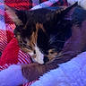 animal, blanket, calico_cat, cat, comfortable, cozy, cute, fur, indoors, paw, pet, plaid, red, relaxed, resting, sleeping, soft, warm, whiskers, white