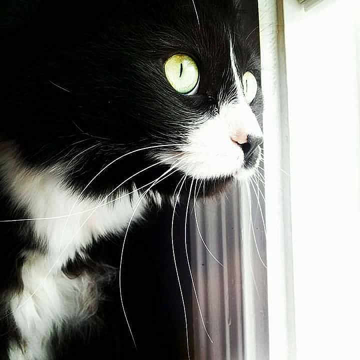Maximus