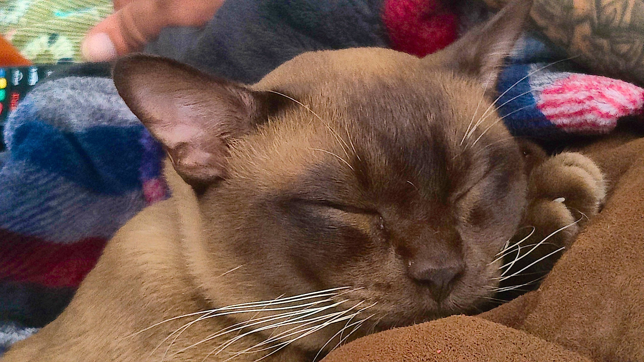 Alan joined the competition — help win amazing prizes! carnivore, cat, claw, close_up, comfort, domestic_short_haired_cat, fawn, felidae, fur, nap, paw, sleep, small_to_medium_sized_cats, snout, terrestrial_animal, thai, whiskers