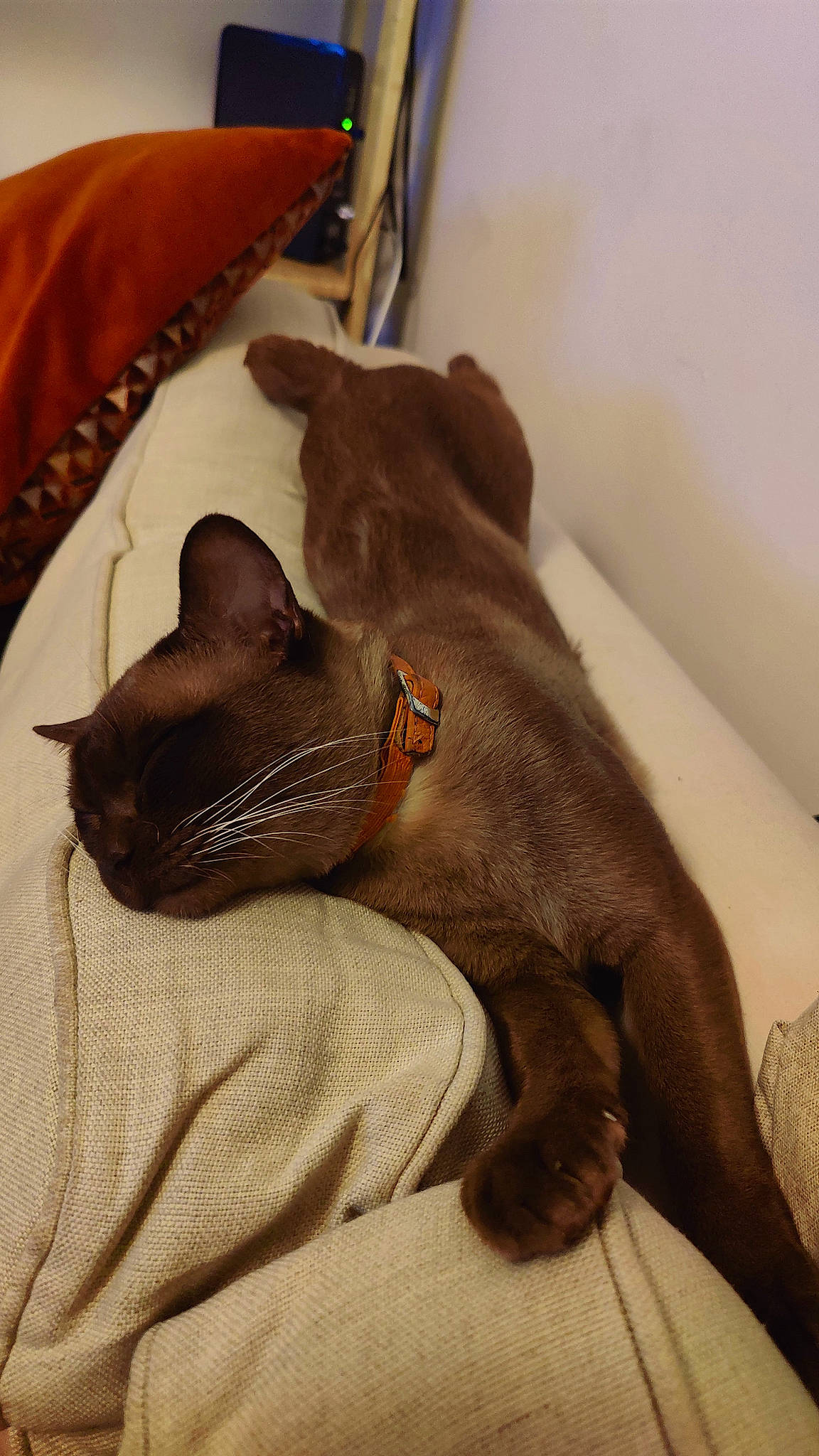 Alan is registered to the contest to win money with this photo: black_cat, brown, canidae, carnivore, cat, comfort, dog_breed, domestic_short_haired_cat, fawn, felidae, fur, grey, linens, liver, nap, sleep, small_to_medium_sized_cats, tail, whiskers, working_animal