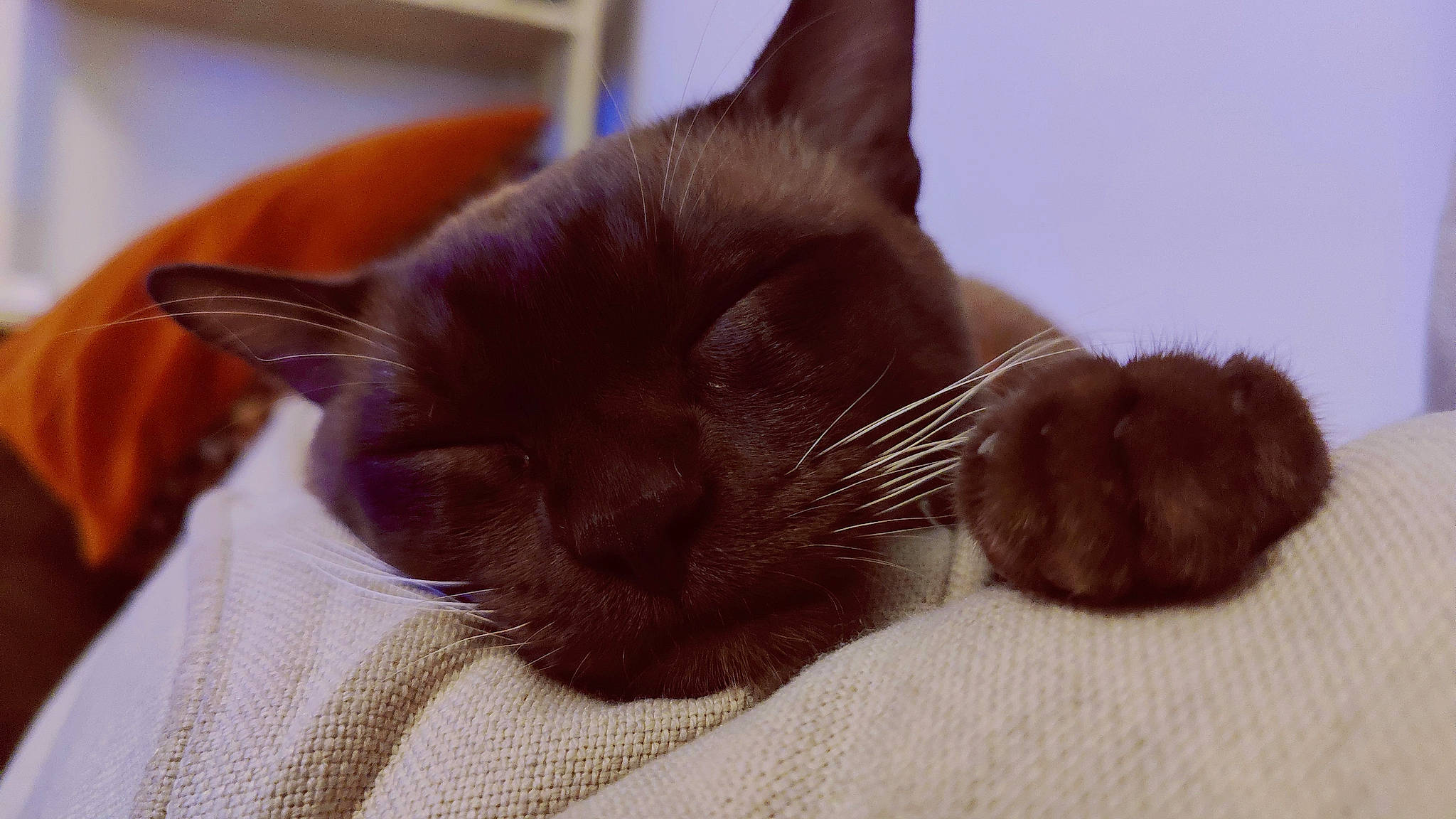 Alan joined the competition — help win amazing prizes! black_cat, carnivore, cat, claw, comfort, domestic_short_haired_cat, ear, felidae, fur, nap, paw, sleep, small_to_medium_sized_cats, snout, tail, whiskers