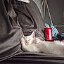 Casper is registered to the contest to win money with this photo: blanket, cat, closeup, comfortable, couch, cozy, domestic_animal, feline, fur, household, indoor, kitten, nap, paws, pet, relaxing, rest, sleeping, soft, white_fur