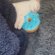 Casper is registered to the contest to win money with this photo: animal, blanket, blue, cat, closeup, comfort, cozy, cute, donut, furry, fuzziness, indoor, kitten, nap, pet, plush_toy, resting, sleeping, soft, white