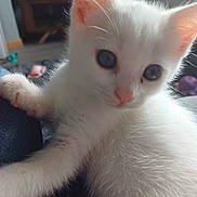Casper joined the competition — help win amazing prizes! kitten, cat, white_cat, blue_eyes, paw, close_up, fluffy, pet, curious, indoor, animal, cute, young, fur, whiskers, small, adorable, domestic_cat, feline, playful