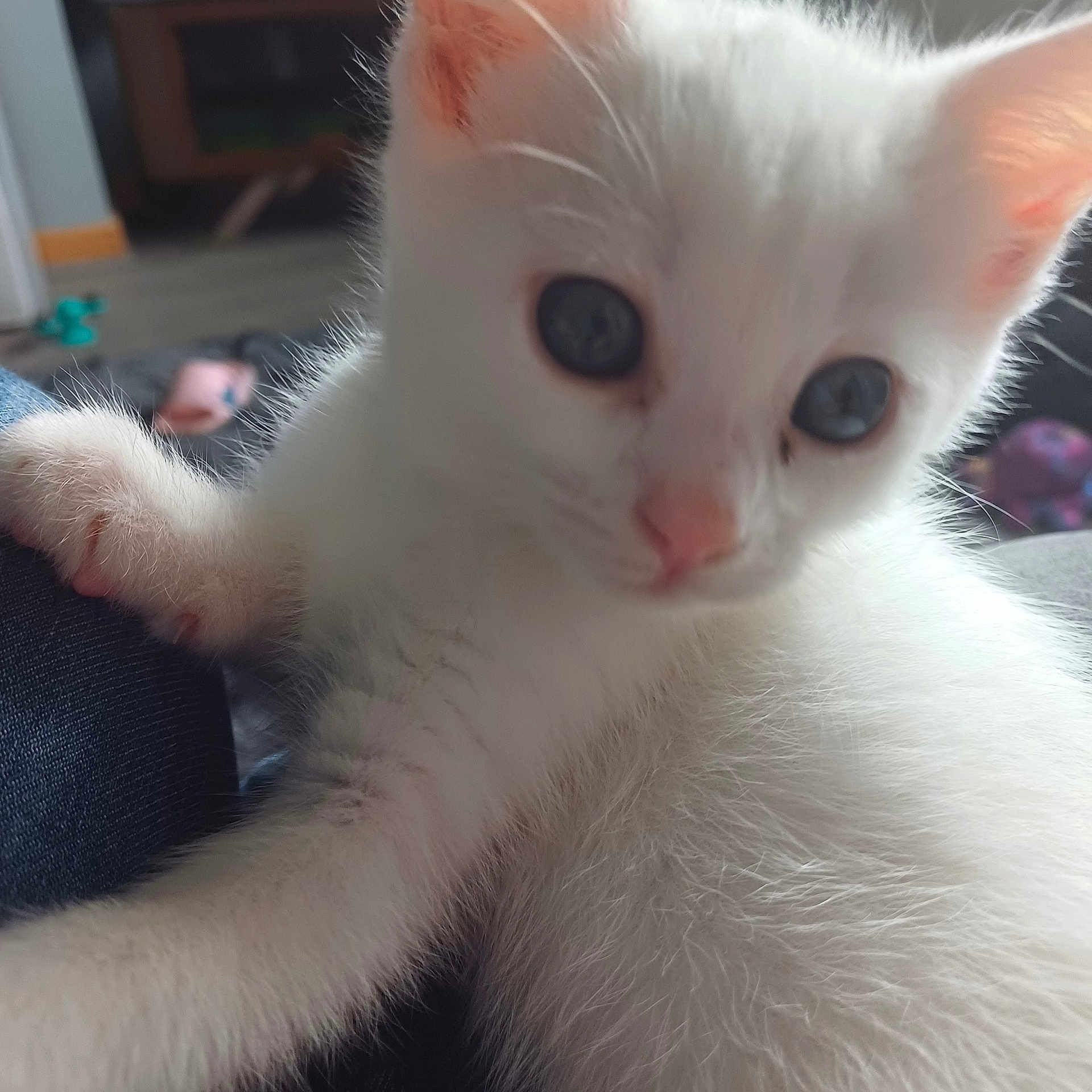Casper joined the competition — help win amazing prizes! adorable, animal, blue_eyes, cat, close_up, curious, cute, domestic_cat, feline, fluffy, fur, indoor, kitten, paw, pet, playful, small, whiskers, white_cat, young