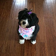 Punky is registered to the contest to win money with this photo: dog, black_and_white, bandana, purple_flower, hair_clip, pet, wooden_floor, indoor, cute, small_dog, sitting, fur, adorable, looking_up, animal, domestic_animal, companion, friendly, portrait, house