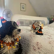 Punky is registered to the contest to win money with this photo: animal, bed, bedspread, black_and_white_dog, cat, collar, costume, cozy, cute, decor, dog, festive, floral_pattern, halloween_costume, hat, indoor, pet, playing, small_cat, soft_lighting