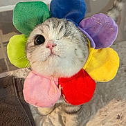 Magnolia is registered to the contest to win money with this photo: cat, kitten, one_eye, plush, colorful, flower_costume, pet, cute, feline, indoor, blanket, soft, toy, animal, whiskers, fur, playful, close_up, portrait, cozy