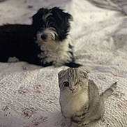 Magnolia is registered to the contest to win money with this photo: animal, bed, black_and_white_dog, blurred_background, cat, companion, cozy, curious, cute, dog, domestic, floral_pattern, furry, indoor, kitten, one-eyed, pet, quilt, sitting, small