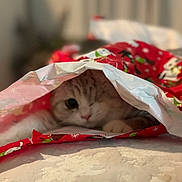 Magnolia is registered to the contest to win money with this photo: cat, wrapping_paper, holiday, festive, curious, peek, hiding, indoor, bed, soft_focus, cute, playful, animal, pet, feline, christmas, red, white, pattern, cozy