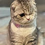 adorable, animal, cat, close_up, cute, domestic_animal, feline, fluffy, gray_striped, heart_tag, indoor, one_eye, pet, pink_collar, portrait, scottish_fold, sitting, soft_focus, whiskers, white_fur