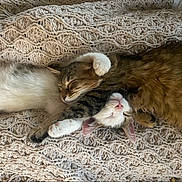 Oliver And Stitch is registered to the contest to win money with this photo: animal, blanket, cat, cats, closeup, cozy, cute, domestic, fur, indoor, knitted, paws, pet, relaxed, resting, sleeping, snuggling, tabby, whiskers, white