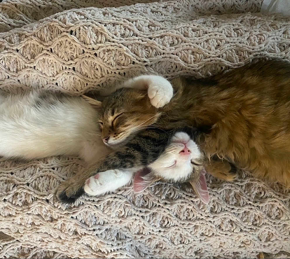 Oliver And Stitch is registered to the contest to win money with this photo: animal, blanket, cat, cats, closeup, cozy, cute, domestic, fur, indoor, knitted, paws, pet, relaxed, resting, sleeping, snuggling, tabby, whiskers, white