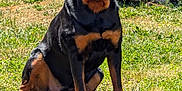 Apollo is registered to the contest to win money with this photo: animal, ball, canine, daytime, dog, fence, grass, happy, mammal, moss, nature, outdoor, pet, play, rock, rottweiler, sitting, summer, sunlight, tongue_out