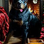 animal, blanket, candles, christmas, cozy, decorations, dog, festive, fireplace, garland, heart_shaped_tag, holiday_decor, indoor, mantle, pet, red_baubles, rottweiler, stocking, warmth, wooden_floor