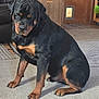 animal, black, brown, canine, carpet, companion, dog, domestic, expression, floor, furniture, house, indoor, living_room, mammal, paw, pet, rottweiler, sitting, wooden_cabinet