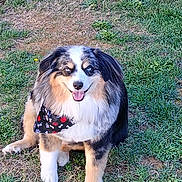 Beau joined the competition — help win amazing prizes! animal, bandana, blue_eyes, canine, cute, dog, domestic_animal, friendly, fur, grass, happy, nature, outdoor, pet, playful, portrait, sitting, smiling, summer, sunlight