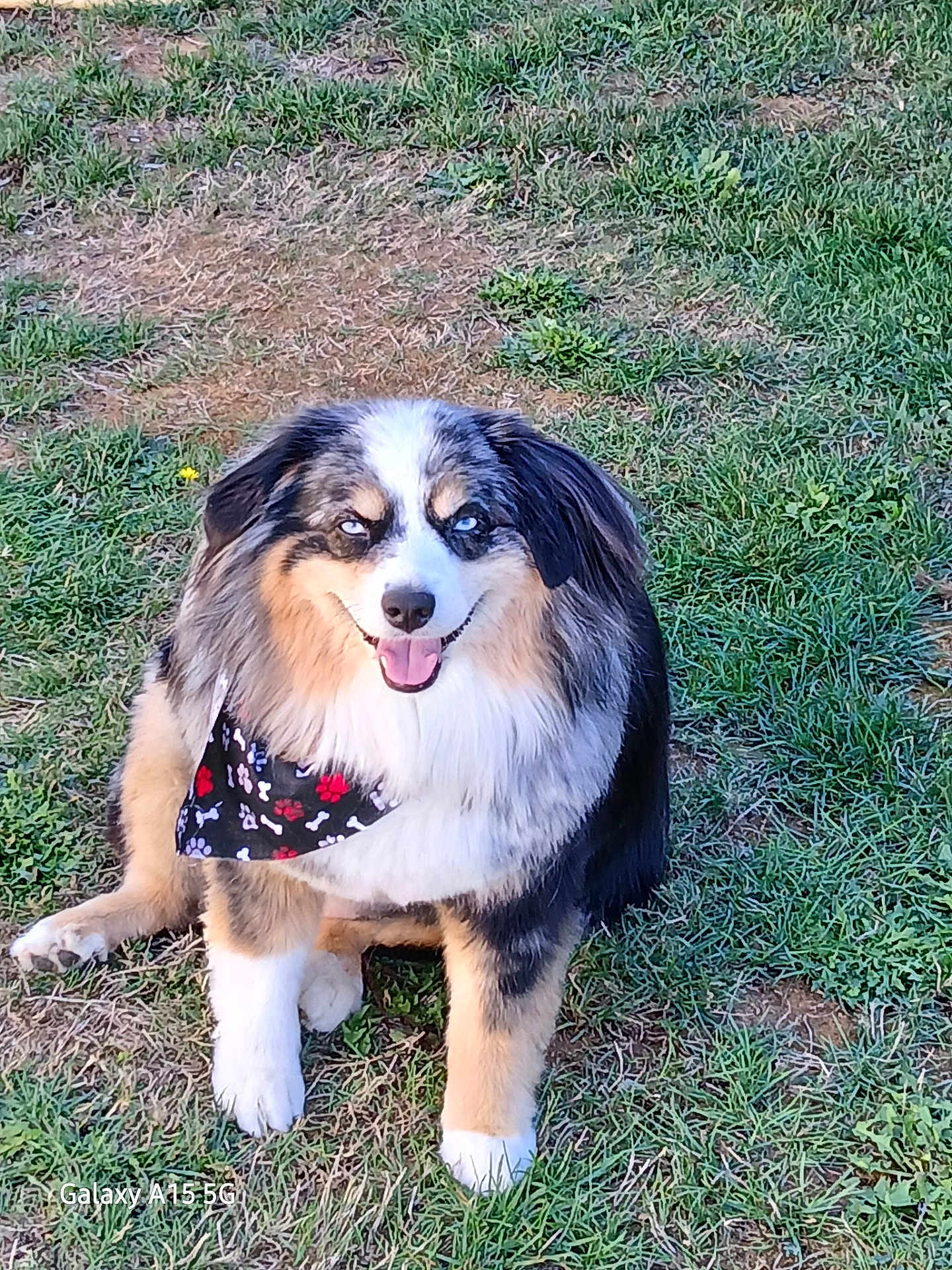 Beau