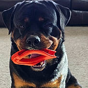 Zeus joined the competition — help win amazing prizes! animal, black_coat, canine, carpet, companion, dog, domestic, happy, indoor, leather_couch, mouth, orange_toy, pet, playful, portrait, rottweiler, sitting, tan_coat, teeth, toy