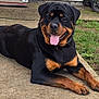 Zeus is registered to the contest to win money with this photo: animal, black_and_tan, canine, collar, concrete, dog, domestic, friendly, grass, happy, lying_down, mammal, nature, outdoor, paw, pet, relaxed, rottweiler, smiling, tongue_out
