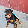 Zeus is registered to the contest to win money with this photo: alert, animal, black_and_tan, canine, collar, concrete_floor, dog, ears, friendly, fur, happy, leash, mammal, outdoor, paw, pet, red_wall, rottweiler, sitting, tongue_out