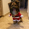 celebration, christmas_tree, costume, cute, decorations, dog, festive, happy, holiday, home, indoor, person, pet, santa_outfit, seasonal, shadow, smiling, tile_floor, tongue_out, wall