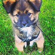 Yoko participe au concours pour gagner de l'argent avec cette photo : carnivoran, dog, dog_breed, dog_breed_group, dog_like_mammal, icelandic_sheepdog, mammal, native_american_indian_dog, puppy, rare_breed_dog, snout, whiskers