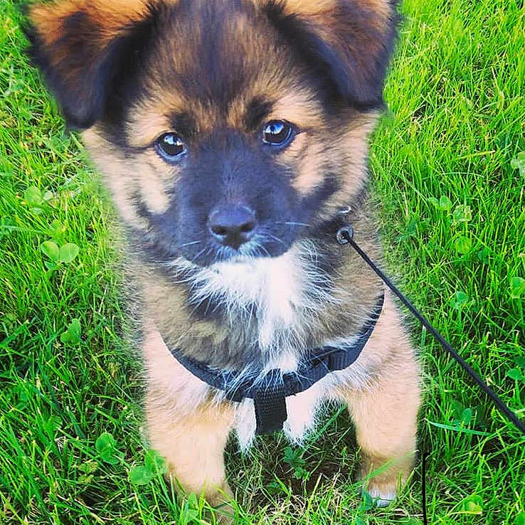 Yoko