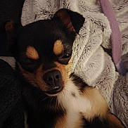 Aïka a rejoint le concours — aidez-le/la à gagner de superbes lots ! dog, puppy, chihuahua, small_dog, black_and_tan, fur, blanket, cozy, sleepy, closeup, portrait, nose, eyes, whiskers, muzzle, bedding, plush, indoor, couch, pet