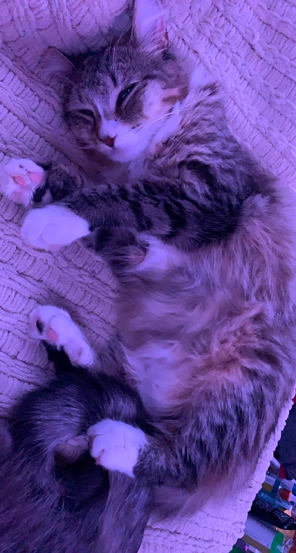 Indi joined the competition — help win amazing prizes! bed, carnivore, cat, claw, comfort, darkness, domestic_short_haired_cat, felidae, fur, magenta, paw, pink, purple, small_to_medium_sized_cats, snout, tail, violet, whiskers