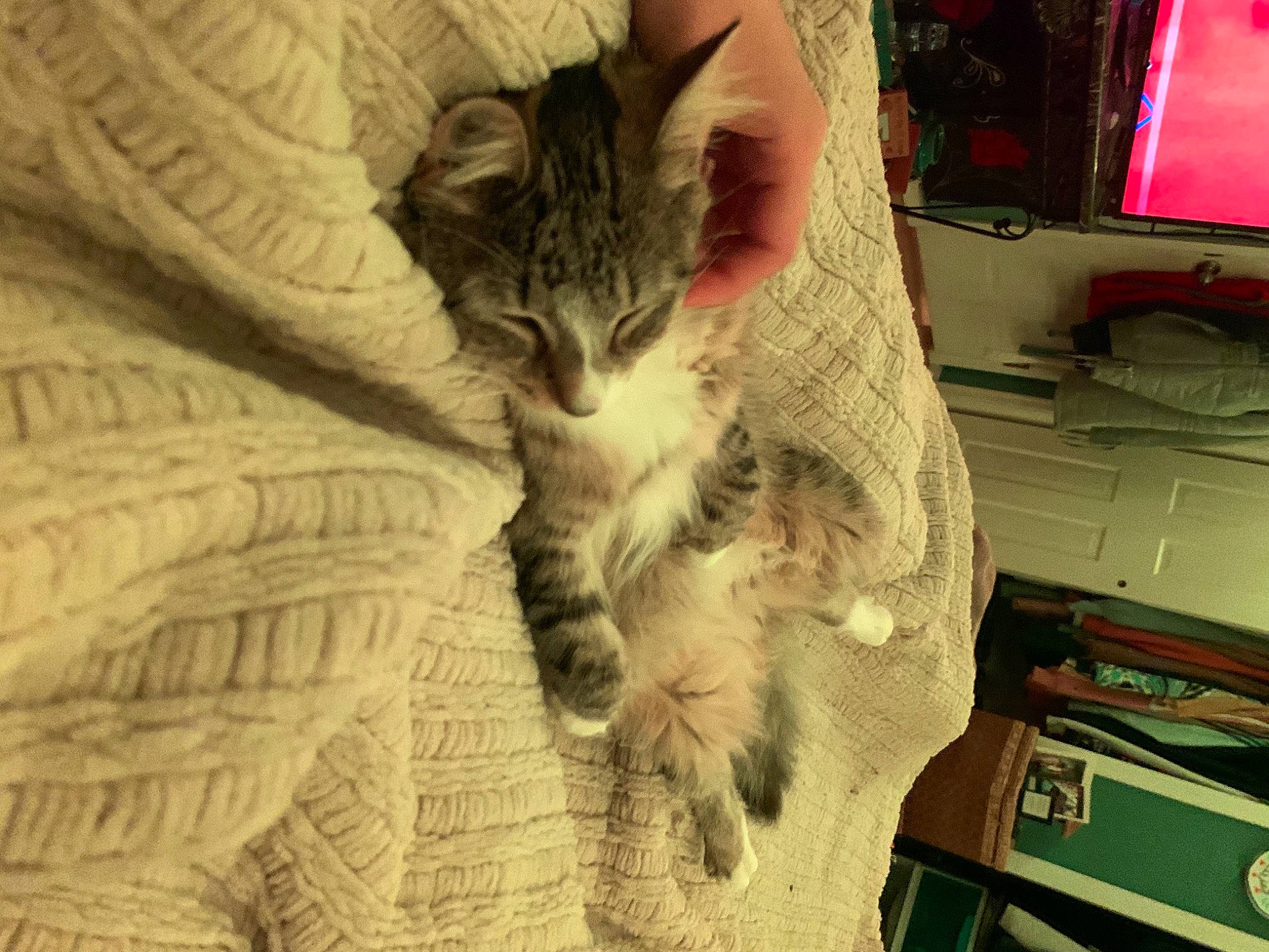 Indi joined the competition — help win amazing prizes! box, cardboard, carnivore, cat, claw, comfort, computer_monitor, display_device, domestic_short_haired_cat, fawn, felidae, fur, home_appliance, pattern, paw, small_to_medium_sized_cats, snout, tail, television, whiskers