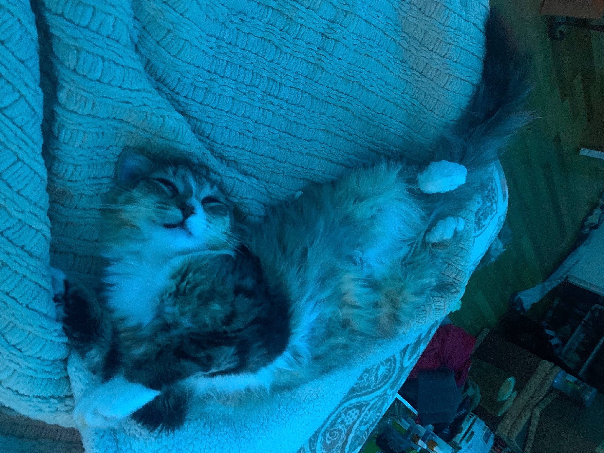 Indi is registered to the contest to win money with this photo: bag, basket, blue, carnivore, cat, cat_bed, cat_supply, chair, comfort, domestic_short_haired_cat, electric_blue, felidae, fur, hat, linens, pattern, small_to_medium_sized_cats, tail, whiskers, wool