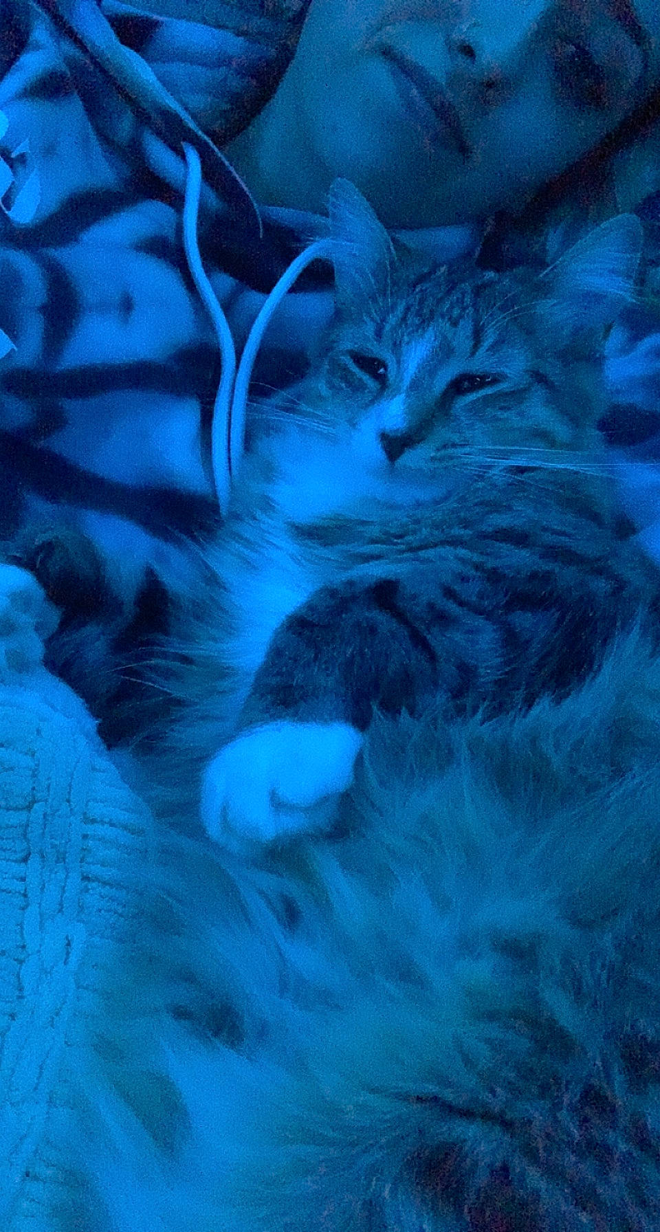 Indi is registered to the contest to win money with this photo: azure, blue, carnivore, cat, claw, darkness, electric_blue, felidae, fur, grass, pattern, paw, plant, sky, small_to_medium_sized_cats, snout, tail, terrestrial_animal, whiskers, wildlife