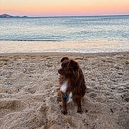 Viktor participe au concours pour gagner de l'argent avec cette photo : dog, beach, sand, sea, sunset, water, sky, calm, outdoor, pet, animal, brown_dog, white_chest, nature, landscape, serene, coast, quiet, sitting, sunset_colors