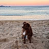 dog, beach, sand, sea, sunset, water, sky, calm, outdoor, pet, animal, brown_dog, white_chest, nature, landscape, serene, coast, quiet, sitting, sunset_colors