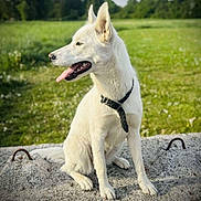 Neige a rejoint le concours — aidez-le/la à gagner de superbes lots ! animal, canine, collar, daylight, dog, ears_up, fur, grass, greenery, happy, leisure, muzzle, nature, outdoor, park, pet, sitting, stone, tongue_out, white_dog
