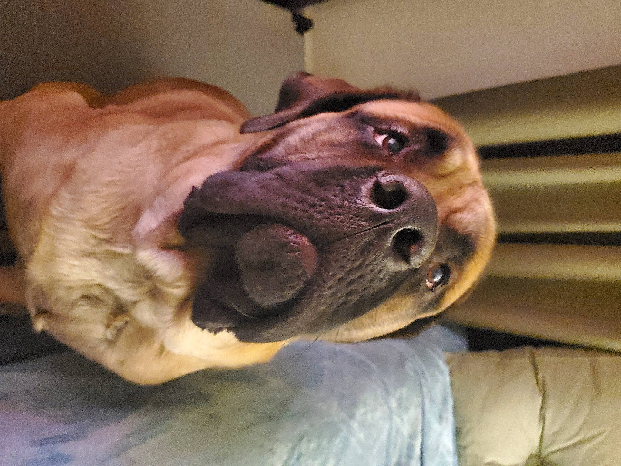 Brodie Duke is registered to the contest to win money with this photo: carnivore, collar, comfort, companion_dog, dog, dog_breed, dog_collar, dog_supply, ear, fawn, fur, guard_dog, liver, nap, paw, snout, sporting_group, whiskers, working_animal, wrinkle