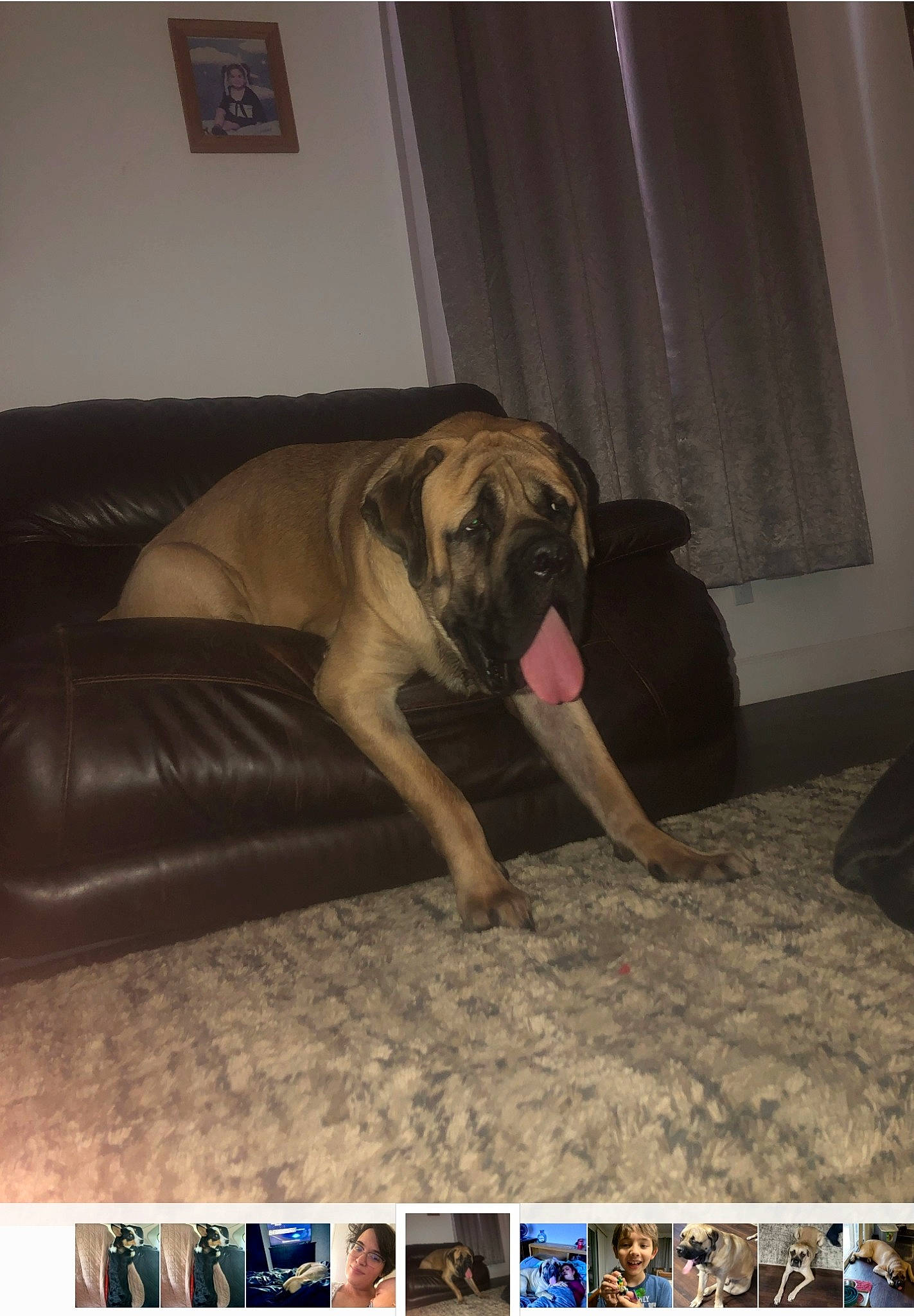 Brodie Duke is registered to the contest to win money with this photo: canidae, carnivore, comfort, companion_dog, couch, dog, dog_breed, fawn, floor, flooring, hardwood, liver, mammal, pug, room, snout, sporting_group, terrestrial_animal, toy_dog, working_animal