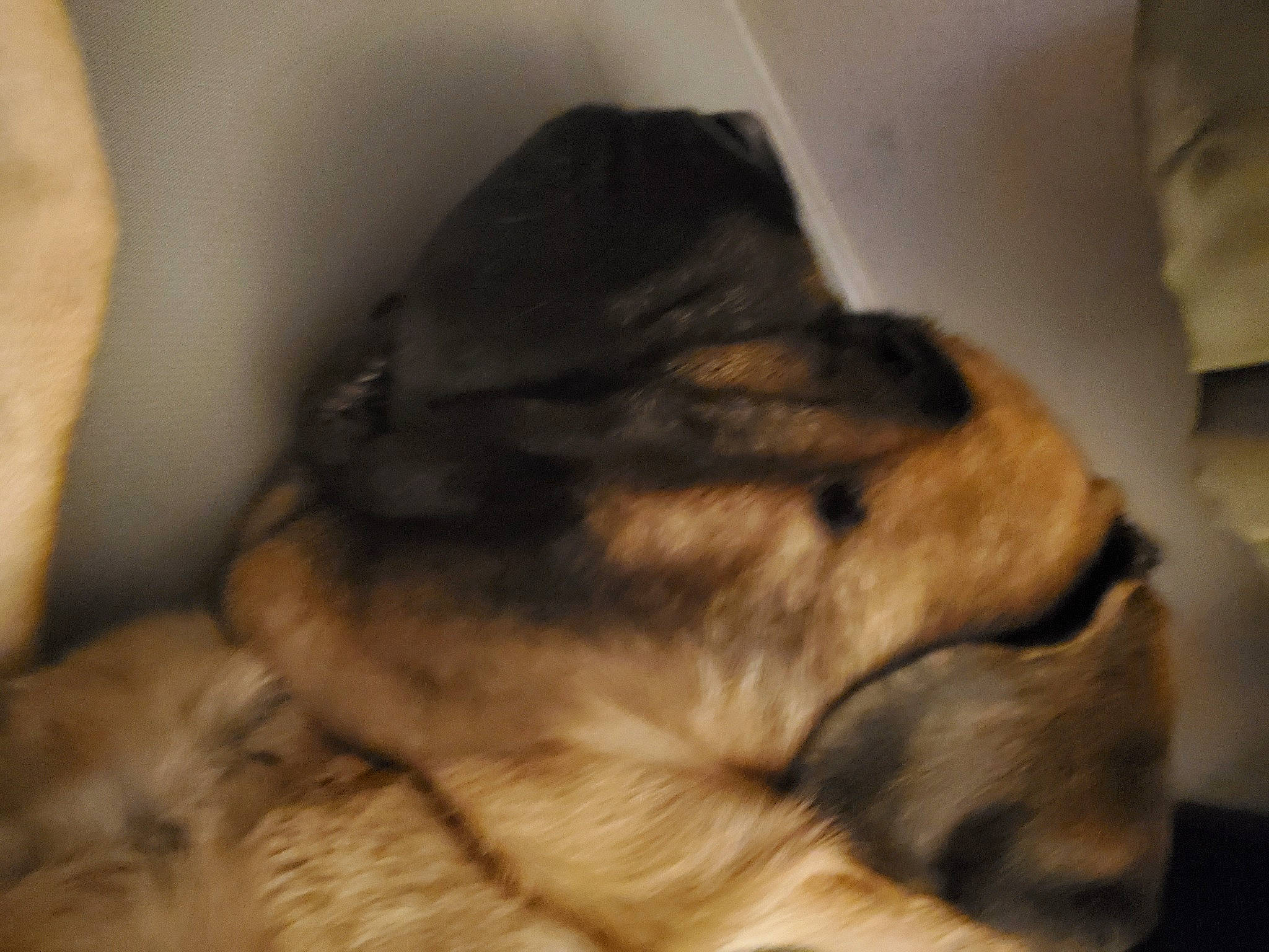 Brodie Duke is registered to the contest to win money with this photo: brown, canidae, carnivore, comfort, companion_dog, dog, dog_breed, ear, fawn, felidae, flooring, fur, linens, nap, paw, snout, sporting_group, tail, whiskers, wood