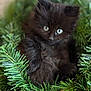 Poki is registered to the contest to win money with this photo: adorable, animal, black_cat, blue_eyes, cat, christmas_wreath, closeup, curious, cute, fluffy, fur, greenery, holiday, indoor, kitten, nature, pet, soft_focus, wreath, young_cat