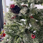 Poki is registered to the contest to win money with this photo: animal, cat, christmas_tree, close_up, curious, cute, decorations, festive, frosted, greenery, holiday, indoor, kitten, nature, pet, pine_branches, pine_cones, playful, red_berries, wide_eyes