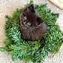 Poki joined the competition — help win amazing prizes! adorable, animal, black_cat, carpet, christmas, cute, decor, fluffy, fur, greenery, holiday, indoor, kitten, looking_up, pet, pine, portrait, small, wreath, young